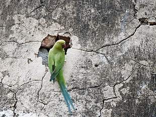 green parakeet on wall crack