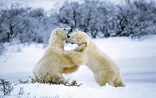 two white polar bears fighting