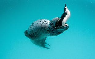 sea lion eating penguin HD wallpaper