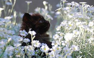 long-fur black kitten standing in the middle of white blooming flowers