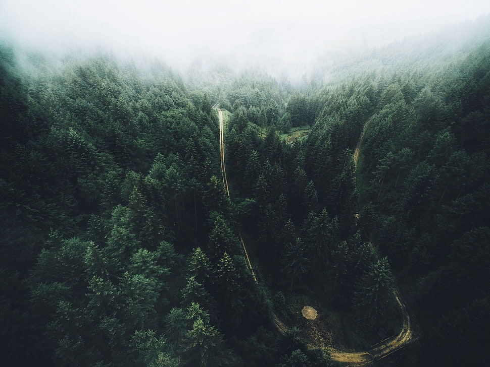 green leafed trees, trees, aerial view, forest, road HD wallpaper