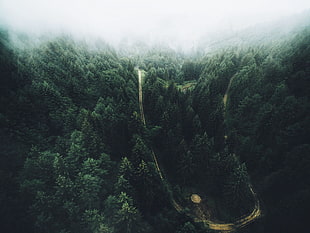 green leafed trees, trees, aerial view, forest, road