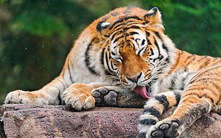 Tiger on brown rock HD wallpaper