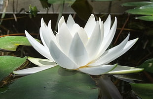 closeup photography of white Lotus