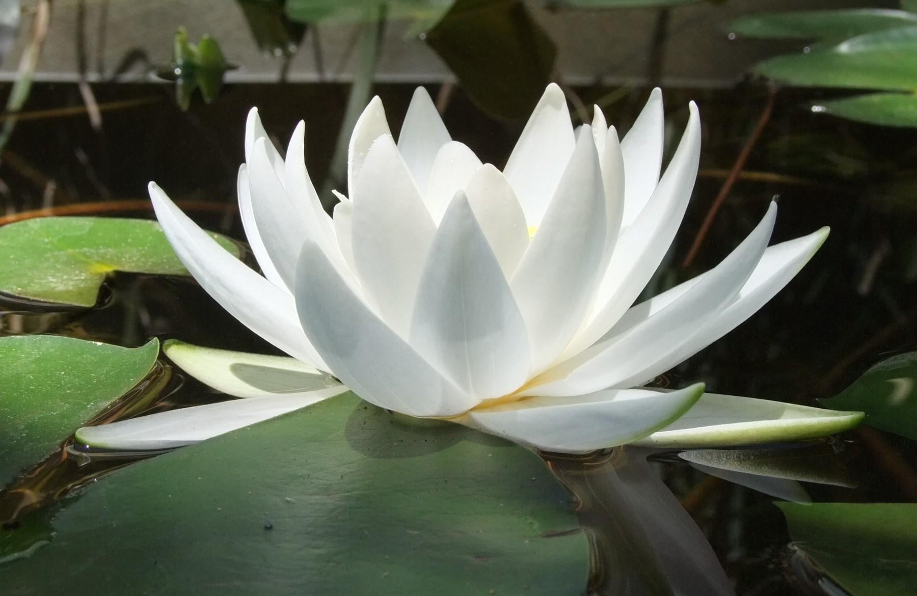 Closeup photography of white Lotus HD wallpaper | Wallpaper Flare