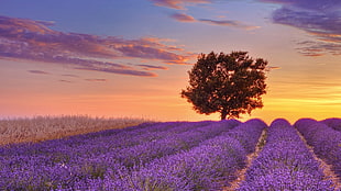 lavender field, nature, landscape