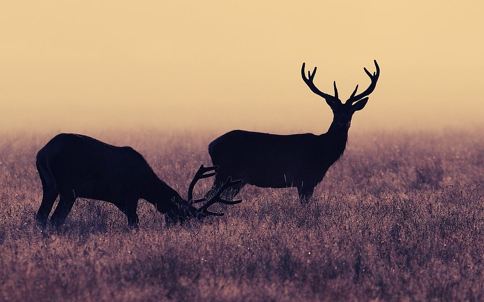 silhouette photo of reindeers on brown grass field HD wallpaper