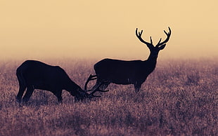 silhouette photo of reindeers on brown grass field