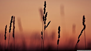 brown rice wheats, nature, spikelets, silhouette HD wallpaper