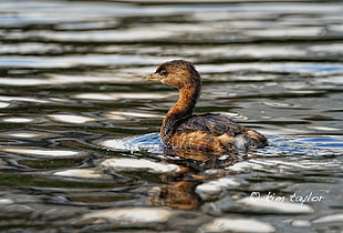 brown and black duck on the water, pied-billed grebe