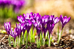 selective focus photography of purple petaled flowers HD wallpaper