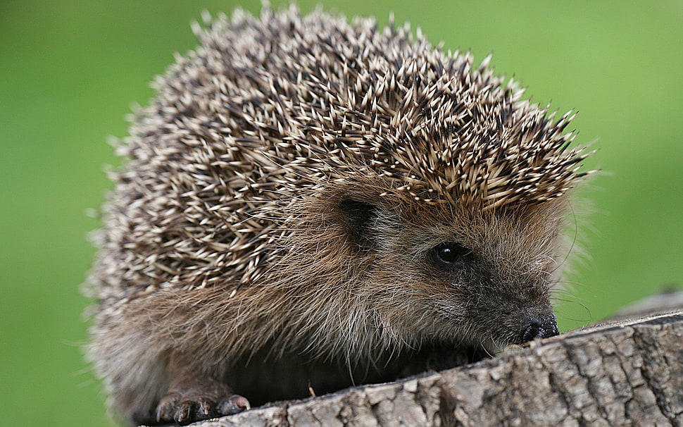 Hedgehog on brown wood HD wallpaper