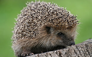 Hedgehog on brown wood HD wallpaper