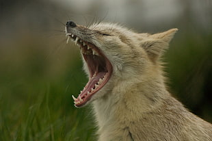 selective photography of small tan fox opening mouth during daytime, corsac fox, vulpes, corsac