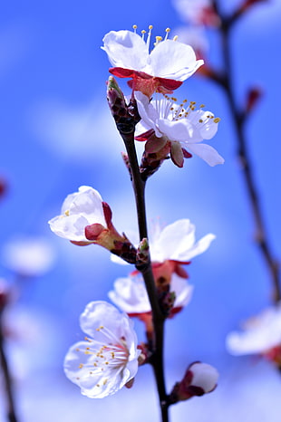 white-and-pink flowers, flowers, nature, blue, spring HD wallpaper