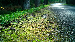 green moss on the road HD wallpaper