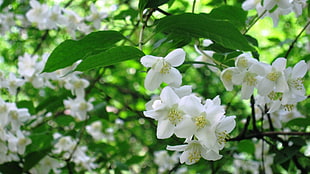 white petaled flowers, leaves, flowers, plants