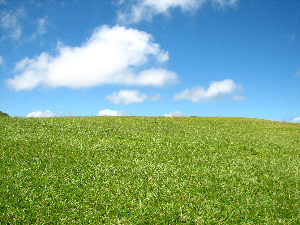 green fields during day time HD wallpaper
