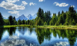 rippling lake water over looking pine trees at day time HD wallpaper