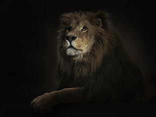 photography of brown lion
