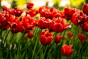 photography of red Tulips flower field HD wallpaper