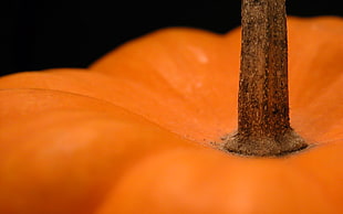 orange pumpkin HD wallpaper