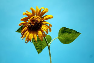 close up photo of yellow sunflower HD wallpaper