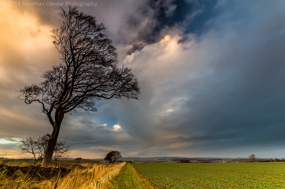 black tree beside green field under a cloudy sky HD wallpaper