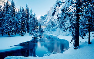 calm river between snow-coated pine trees during daytime