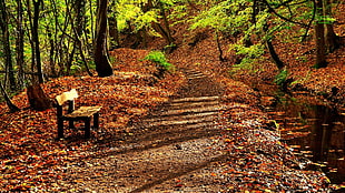 brown wooden bench, forest