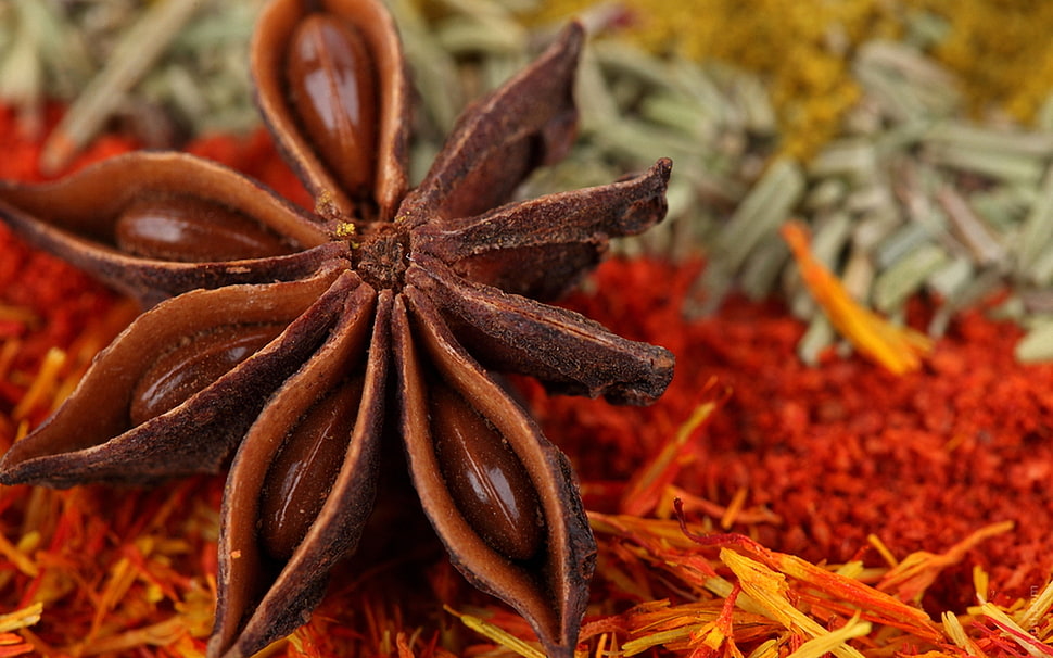 withered flower with saffron HD wallpaper
