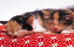 two calico kittens