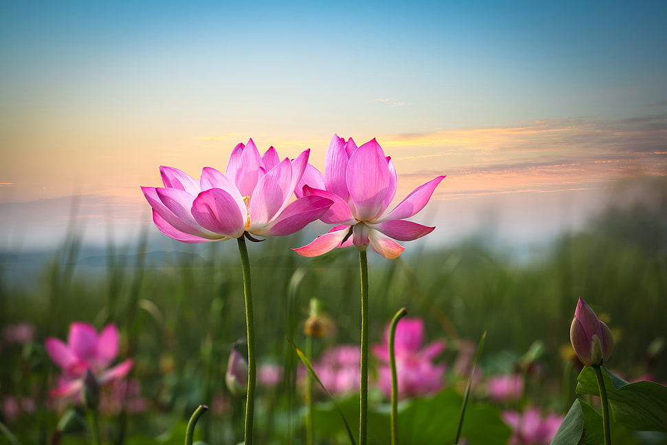selective focus photography of pink petaled flowers during daytime HD wallpaper