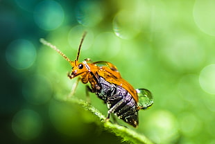 shallow depth of field of bug
