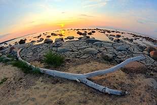 driftwood near body of water during golden hour photo HD wallpaper