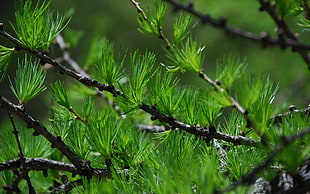 pine tree leaves, nature, macro, pine trees, depth of field