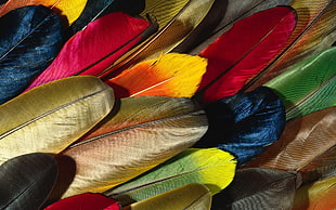 yellow,red, and green feathers