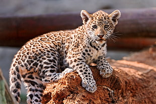 leopard cub lying on boulder