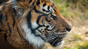 shallow focus fo tiger