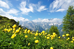 yellow petaled flowers, photography, nature, landscape, summer HD wallpaper