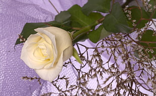 white and yellow rose HD wallpaper