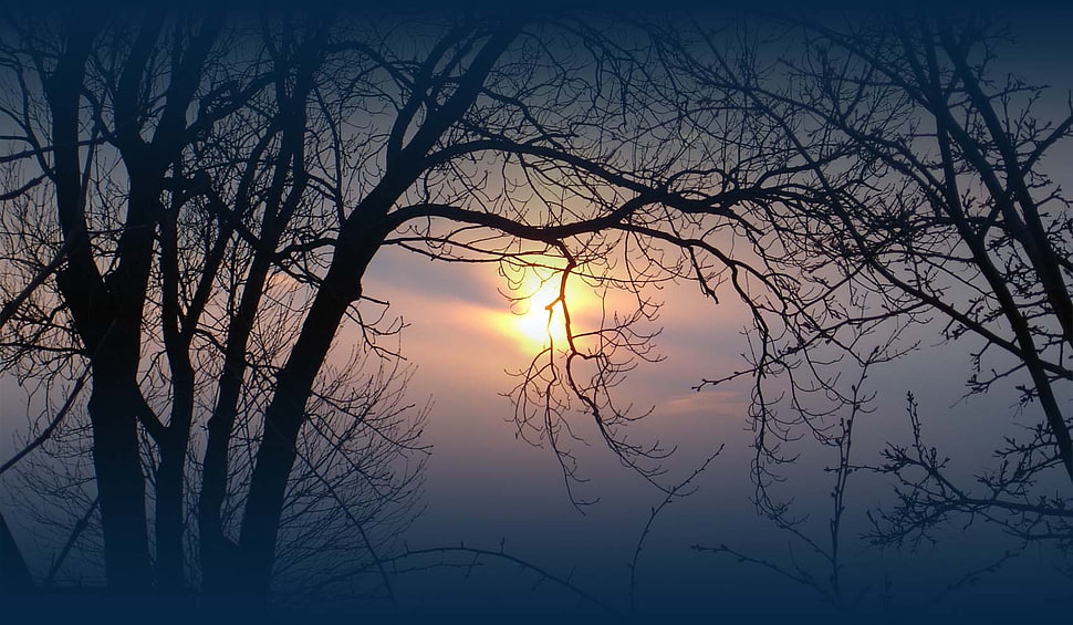 two black withered trees, trees HD wallpaper
