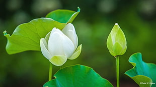 closeup photography of white Lotus flower HD wallpaper