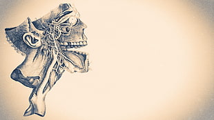 skull illustration, artwork, skull, medicine, minimalism