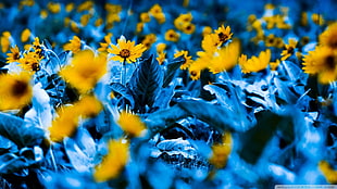 yellow flowers, flowers, blue, yellow flowers, macro HD wallpaper