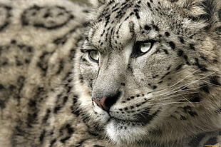 white tiger, leopard, snow leopards, leopard (animal)