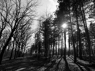 black and white trees painting, monochrome, wood, forest, park HD wallpaper
