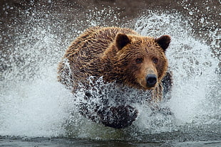 timelapse photography of brown bear with water splash