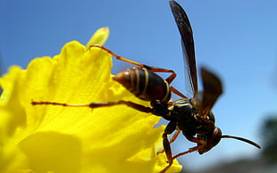 selective focus photographed of black and yellow wasp on yellow petaled flower