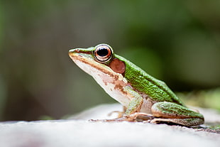 shallow focus photography of green frog, khao sok
